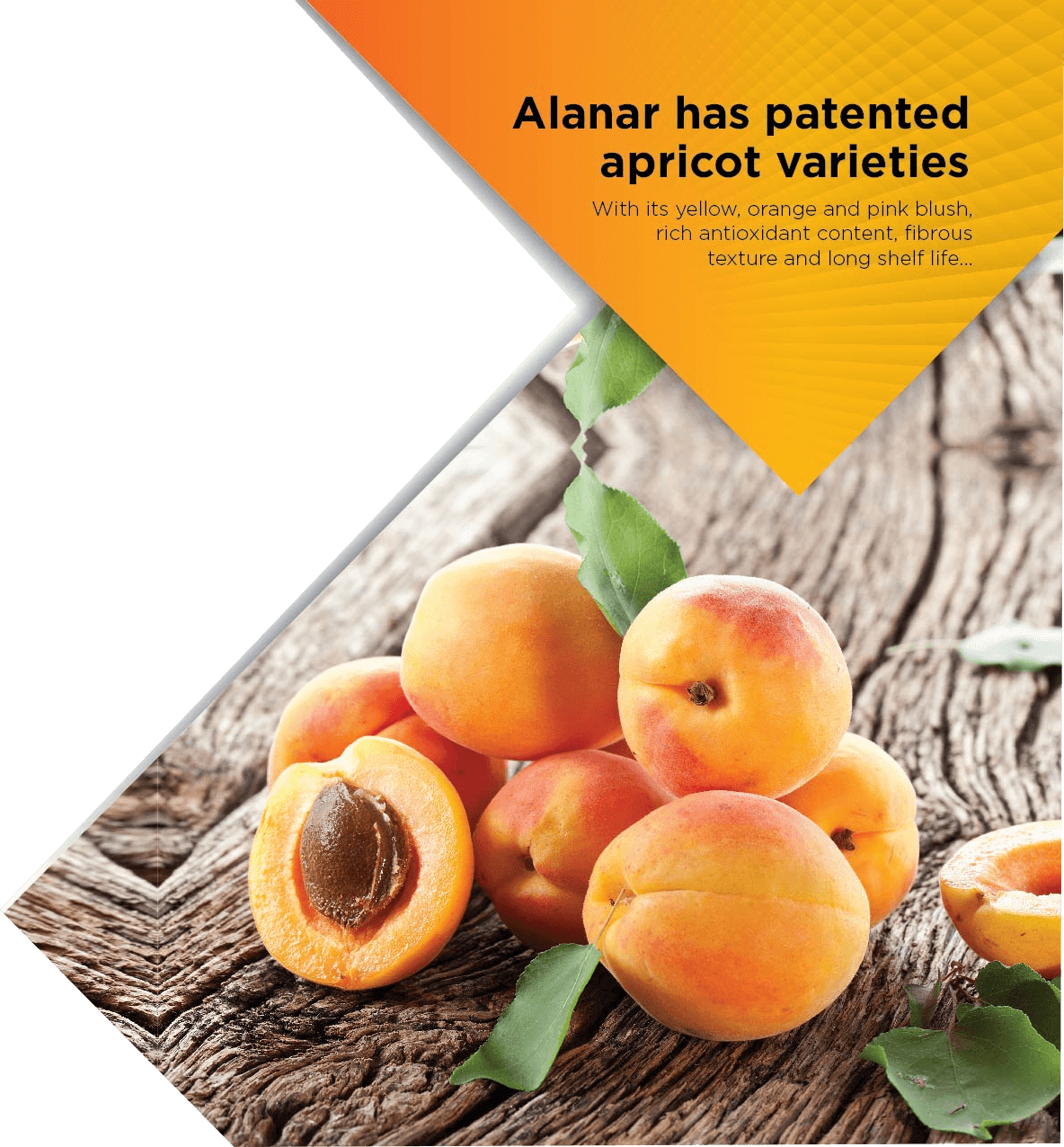 Apricot (1184x1276), Png Download
