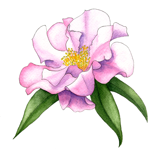 Camellia-'buddha' - Camellia (560x557), Png Download