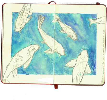Portland Koi Pond Watercolor, Pencil - Marine Biology (640x533), Png Download