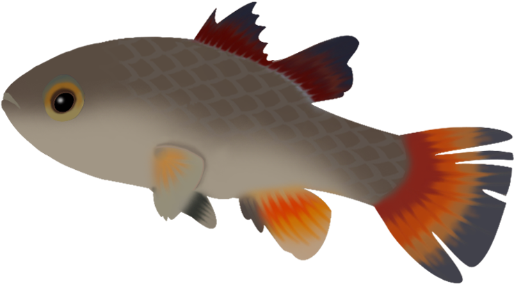 Fish - Feeder Fish (960x720), Png Download