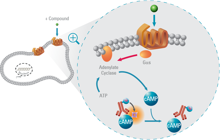 Camp Gs Pathway - G Protein Coupled Receptors (864x548), Png Download
