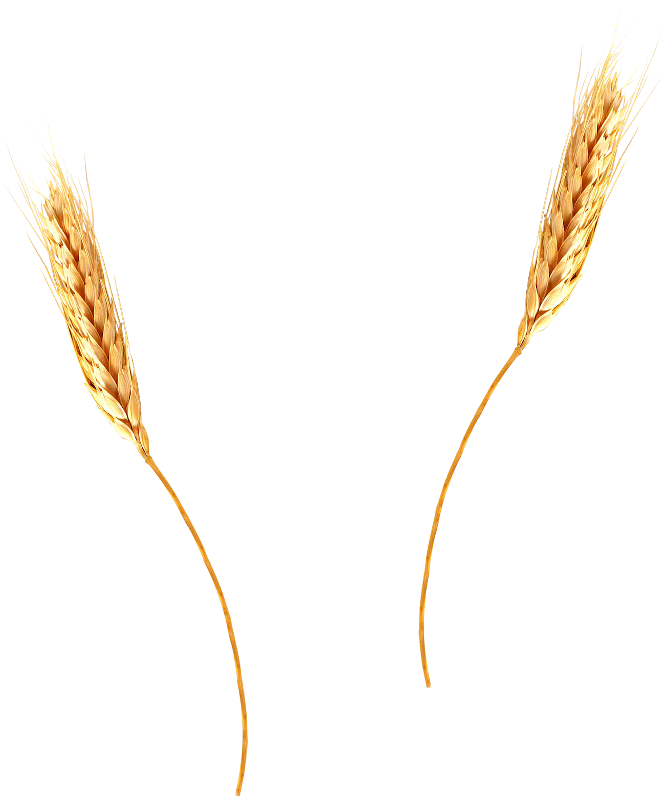 Krikart Imgenes Libres De Derecho Autor Trigo - Wheat Png With Transparent Background (1403x1600), Png Download