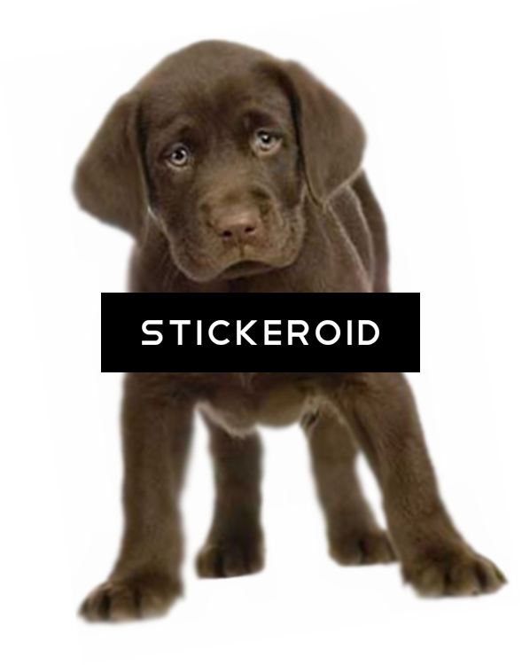 Puppy Animals Dog - Dog (589x750), Png Download
