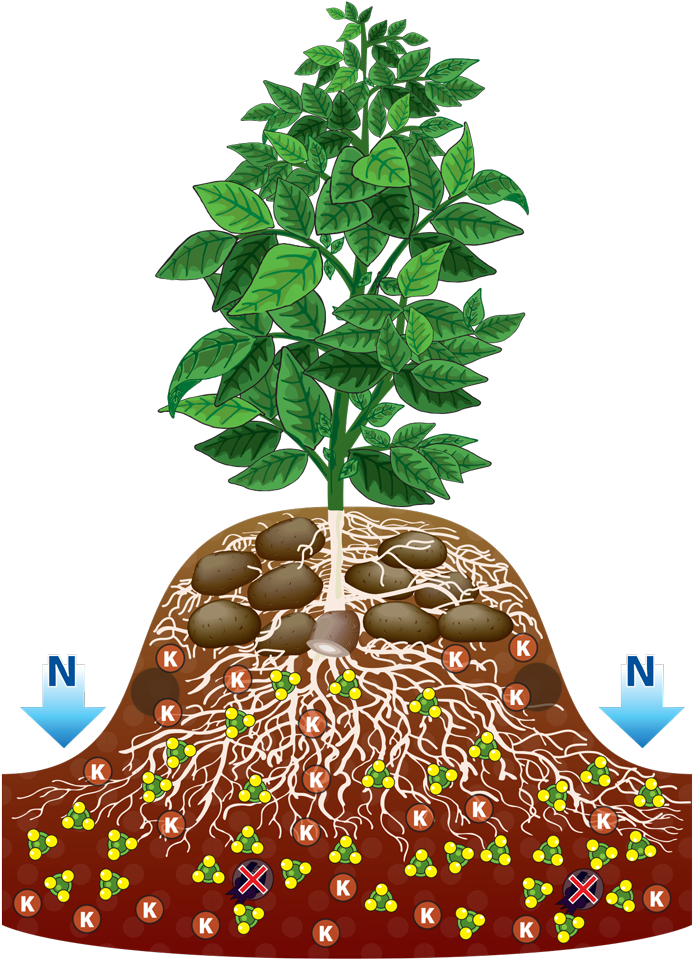 Plant With Roots Clip Art Crazywidow Info - Clip Art (700x1010), Png Download