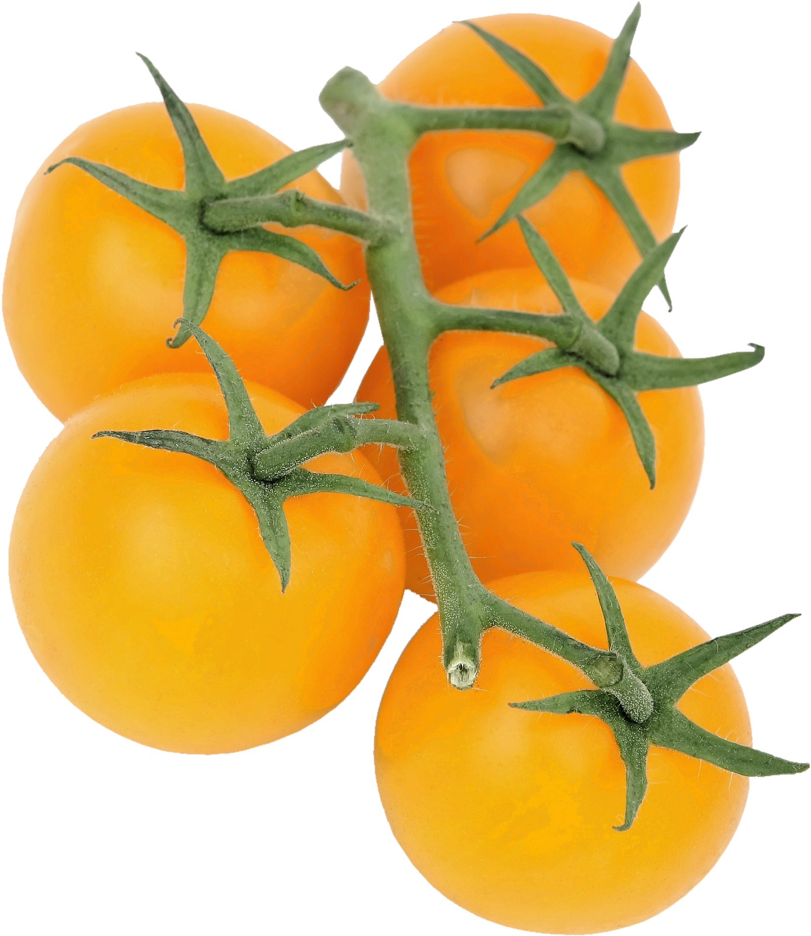 Potato Plant Png (1650x1920), Png Download