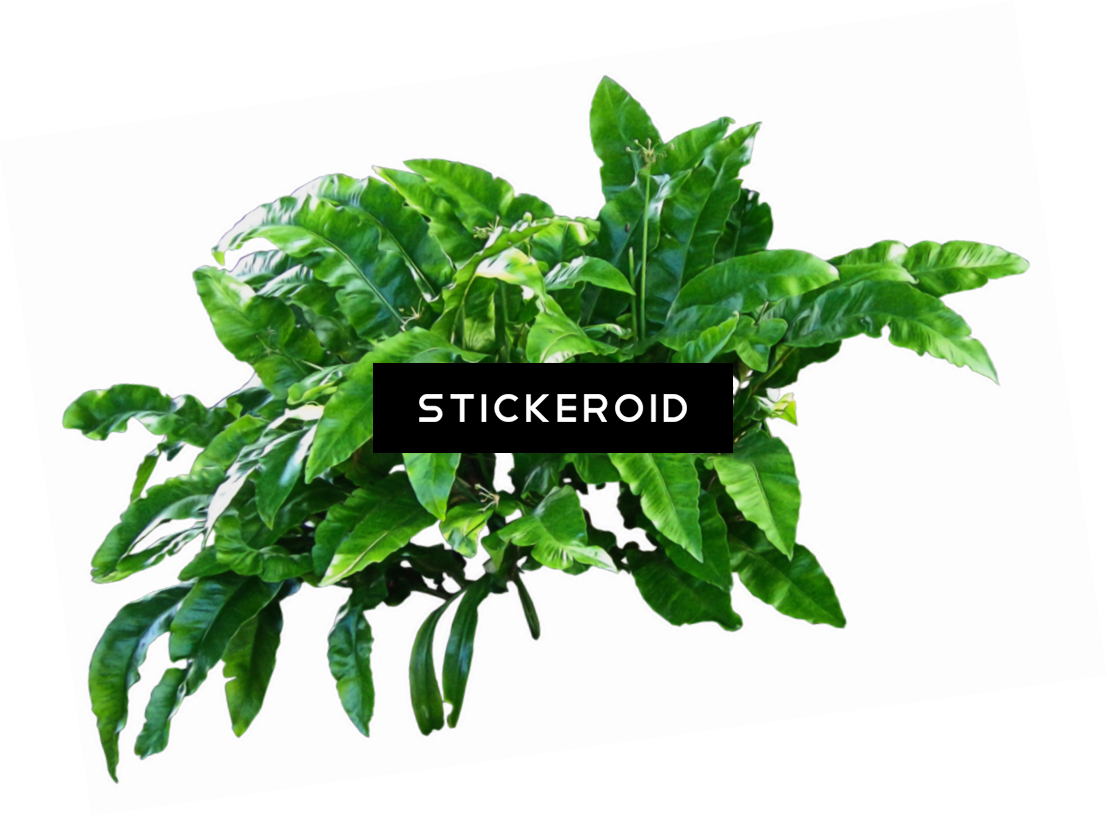 Plants - Plants Png (1107x816), Png Download