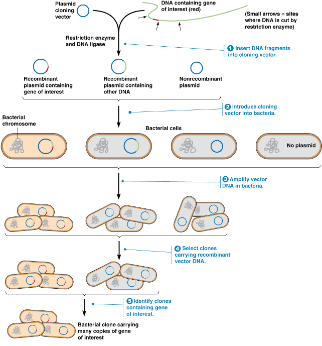 Recombinant Dna Technology Steps - Number (650x699), Png Download