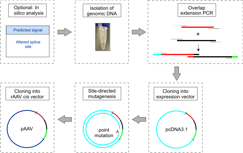 Png Transparent Stock Construction And Cloning Of Minigenes - Diagram (796x501), Png Download