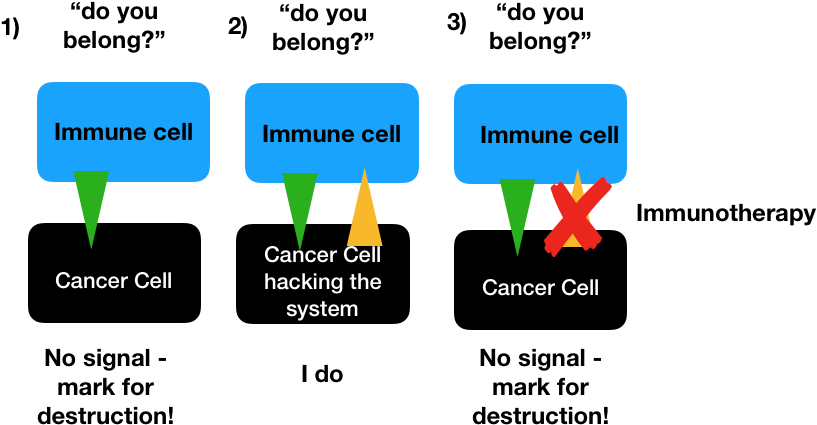 How About Auto-immunity - School Header (827x443), Png Download