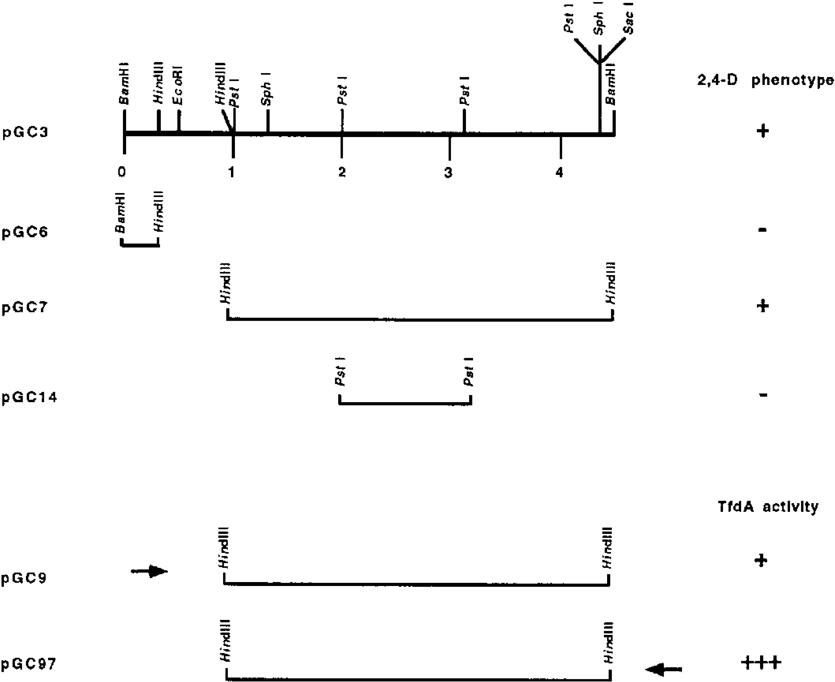 Cloning Of Dna Fragments Of Tfd6 By Using The Broad - Diagram (850x692), Png Download