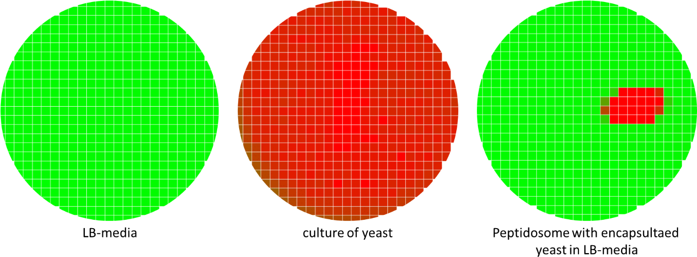 The Results Of The Well-scan Measurements For The Detection - Wells Can Company Ltd (1421x544), Png Download