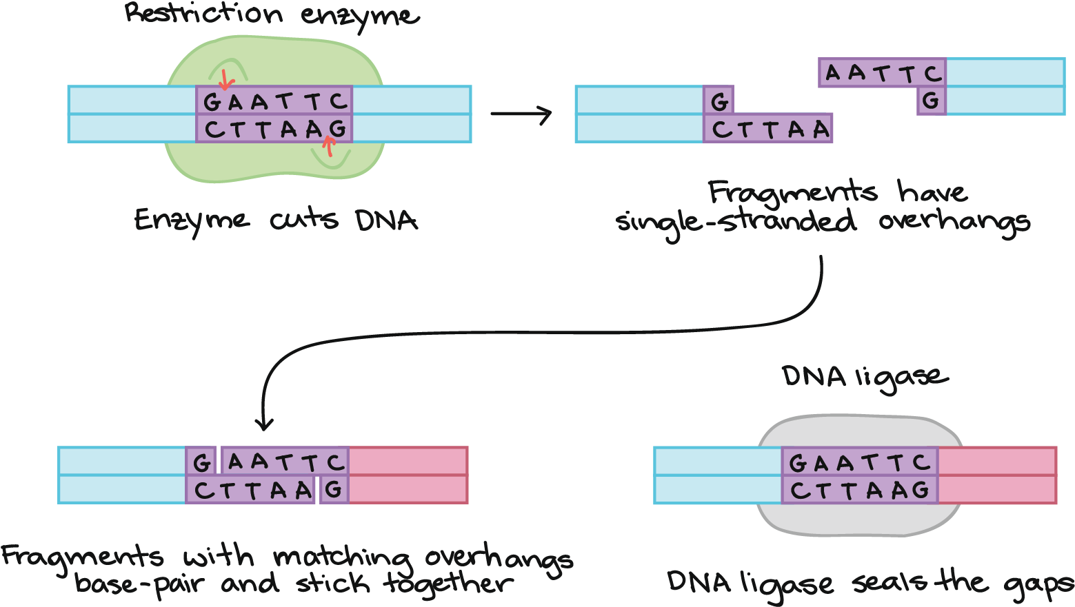 Biology (1794x940), Png Download