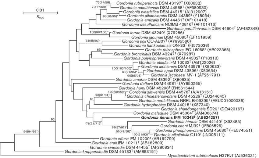 Download - Phylogenetic Tree For Wheat O (850x518), Png Download
