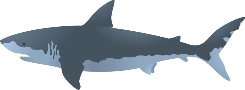 Megalodon Png Free Download - Great White Shark Clip Art (1024x376), Png Download