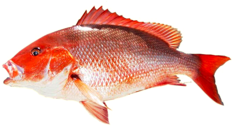 Kingfish Transparent Png - Red Tilapia Fish Png (800x533), Png Download