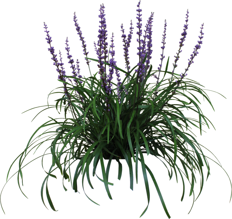 Liriope Png - Lilyturf Png (768x726), Png Download