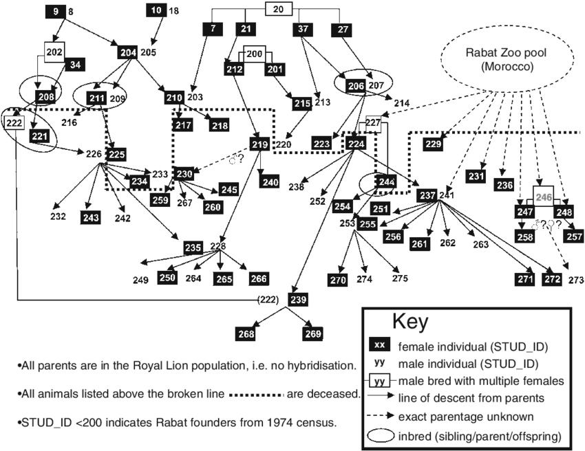 Family Tree For Royal Lions Held In Captive Collections - Diagram (850x656), Png Download