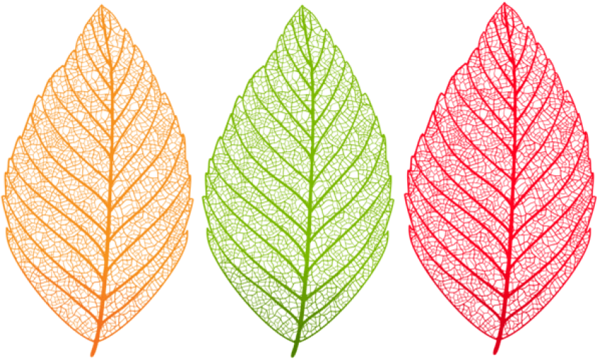 Download Transparent Leaves Set Clipart Png Photo - Translucent Leaf Transparent Background (850x509), Png Download