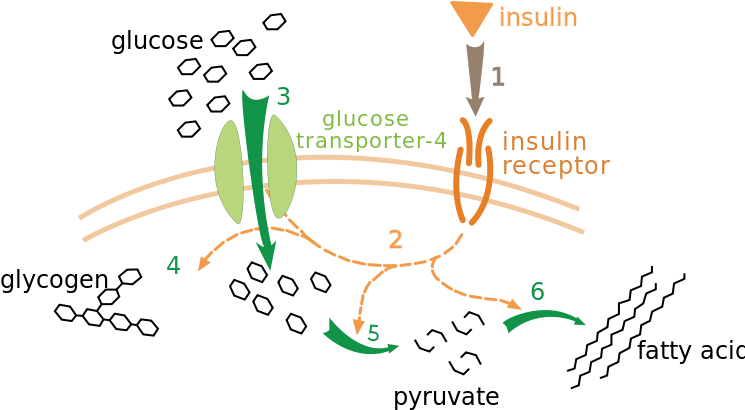 Insulin Glucose Metabolism Zp - Insulin Cell Signaling (745x416), Png Download
