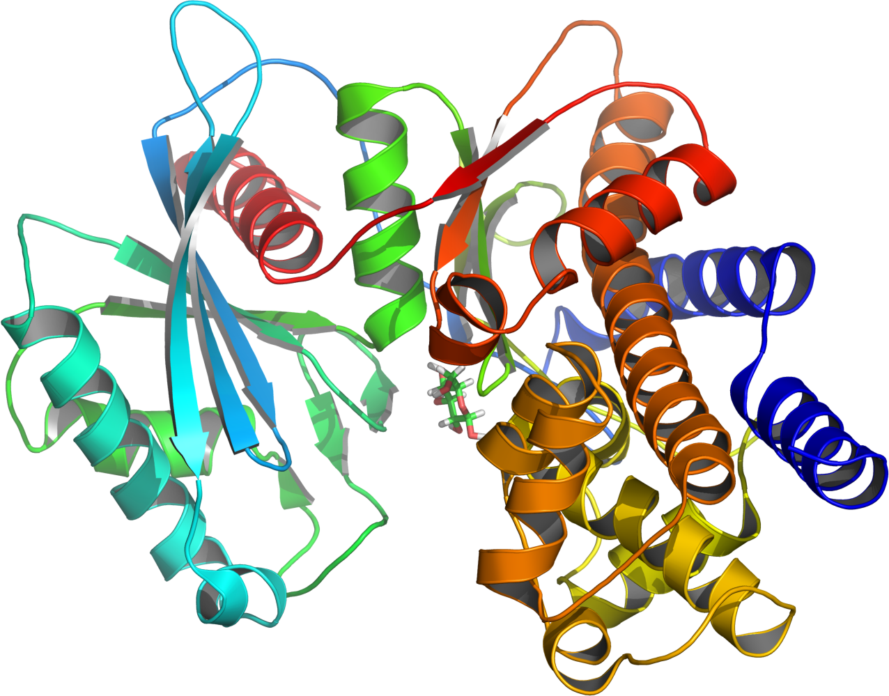 Glucokinase Enzyme (1276x999), Png Download