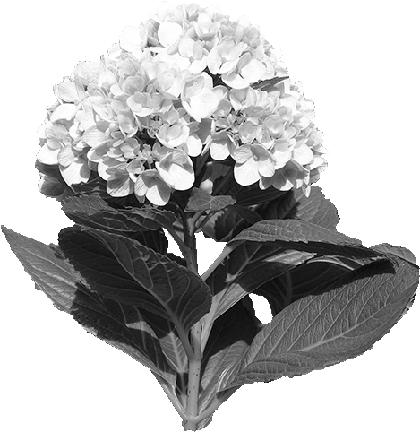 Widgetkit Popover Widget - Bouquet (725x500), Png Download