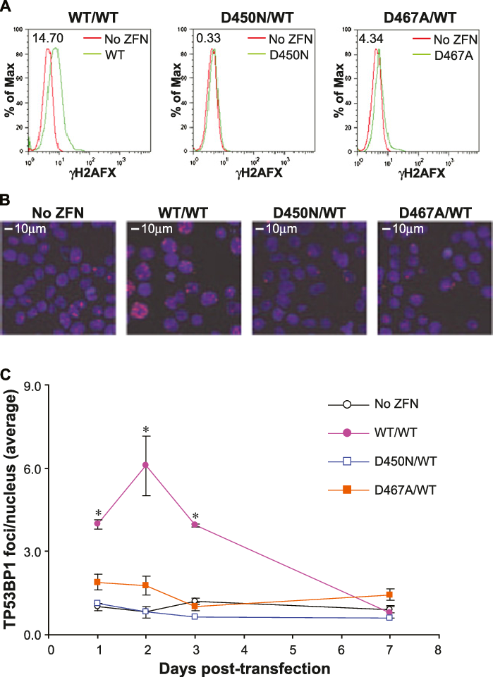 Genome Wide Evaluation Of Dsb Formation In Zfnickasetreated - Diagram (699x961), Png Download