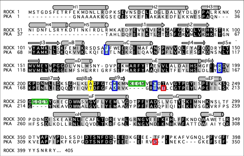 Sequence Alignment Of Rock And Pka (850x543), Png Download