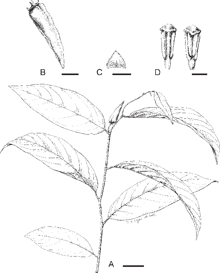 Flowering Branch - Sketch (720x891), Png Download