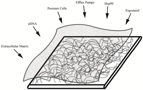 Histology - Illustration (903x381), Png Download