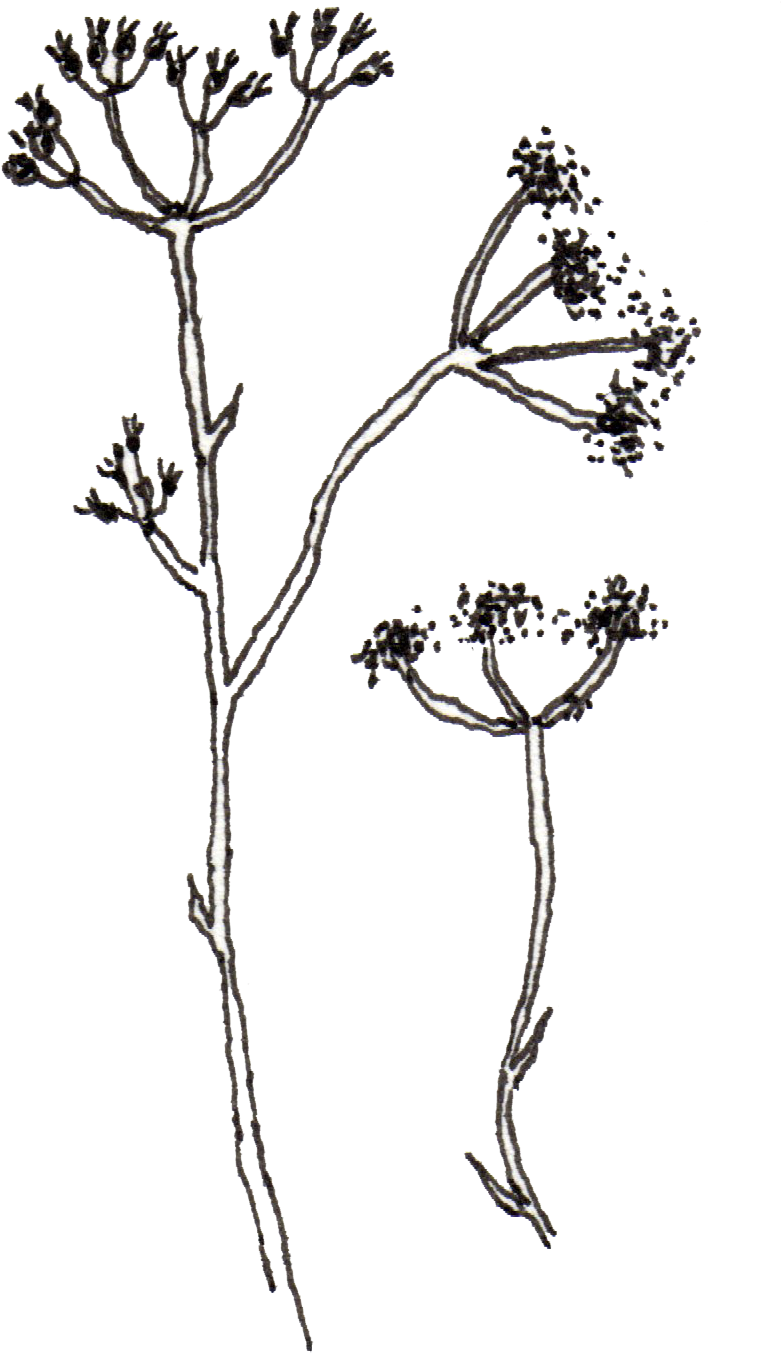 Pen 6 Illustrated Flowers Maryclarewilkie - Illustration (914x1563), Png Download