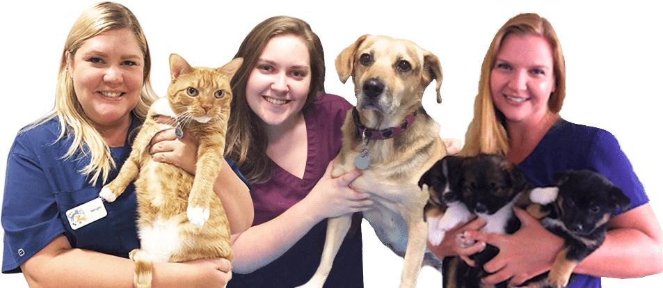 And Your Family Deserves The Best Care Possible - Redondo Veterinary Medical Center (972x459), Png Download
