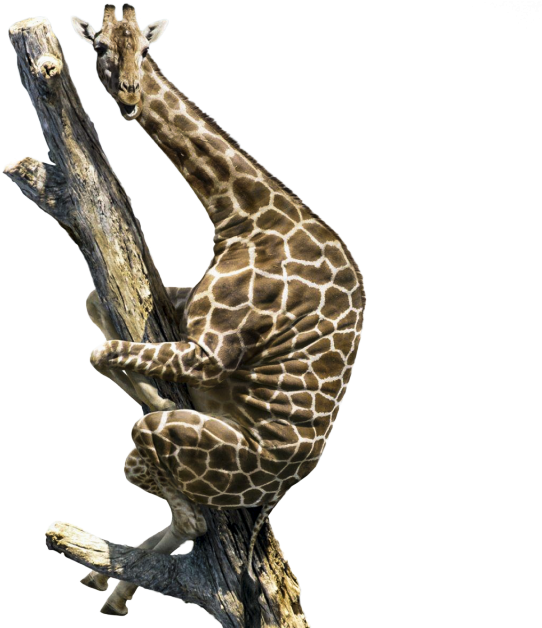 Giraffe Climbing Up A Tree - Lightweight Animals Giraffe Basketball Drawstring Bags (1024x640), Png Download