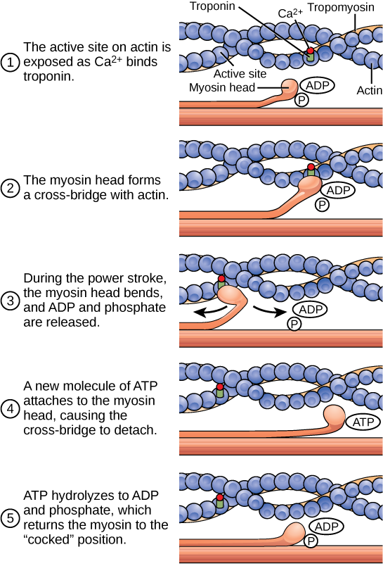 Figure 38 04 05 - Muscle Fibre Contraction Cycle (545x804), Png Download