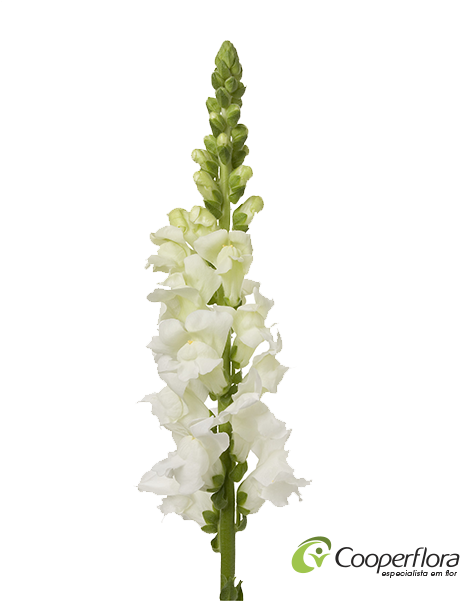 Boca De Leao Branca - Boca De Leao Png (600x600), Png Download