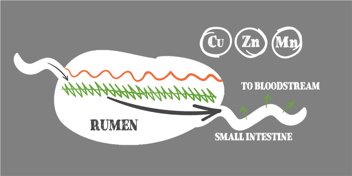 Download Ruman Diagram - Graphic Design - Full Size PNG Image - PNGkit