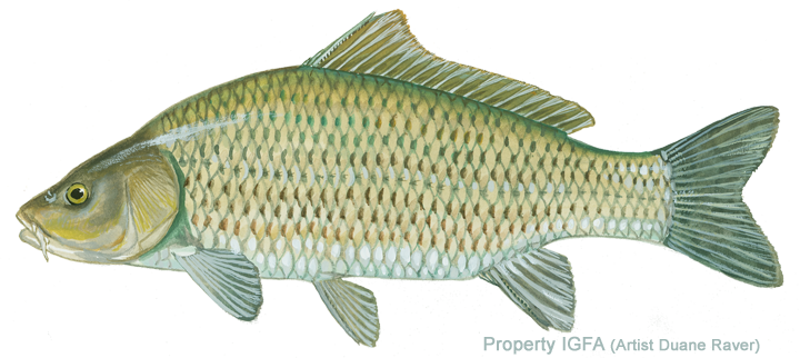 All-tackle Length Records - Common Asian Carp (720x322), Png Download