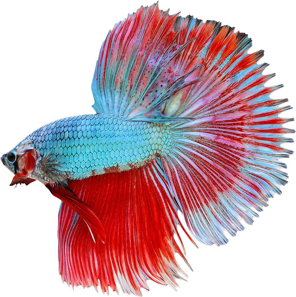 Betta Png Transparent Image - Halfmoon Betta Png (1200x1200), Png Download