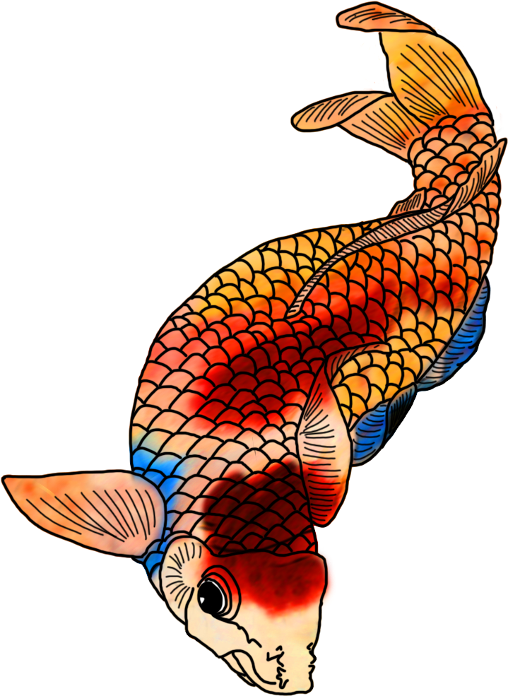 Colorful Koi Fish Drawings Clip Black And White Stock - Colorful Japanese Koi Drawings (736x1063), Png Download