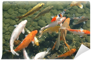 Koi (400x400), Png Download
