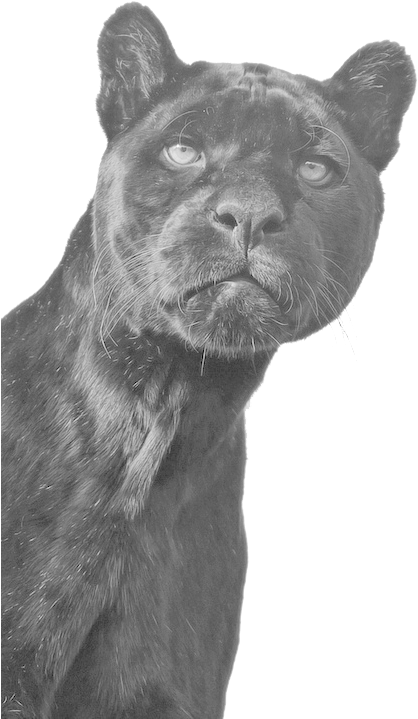 Animal, Black, And Panther Image - Big Black Cats Called (499x750), Png Download
