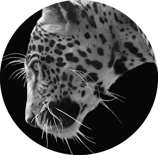 Jaguar Black Background Wallpaper 494929 - Jaguar (505x495), Png Download