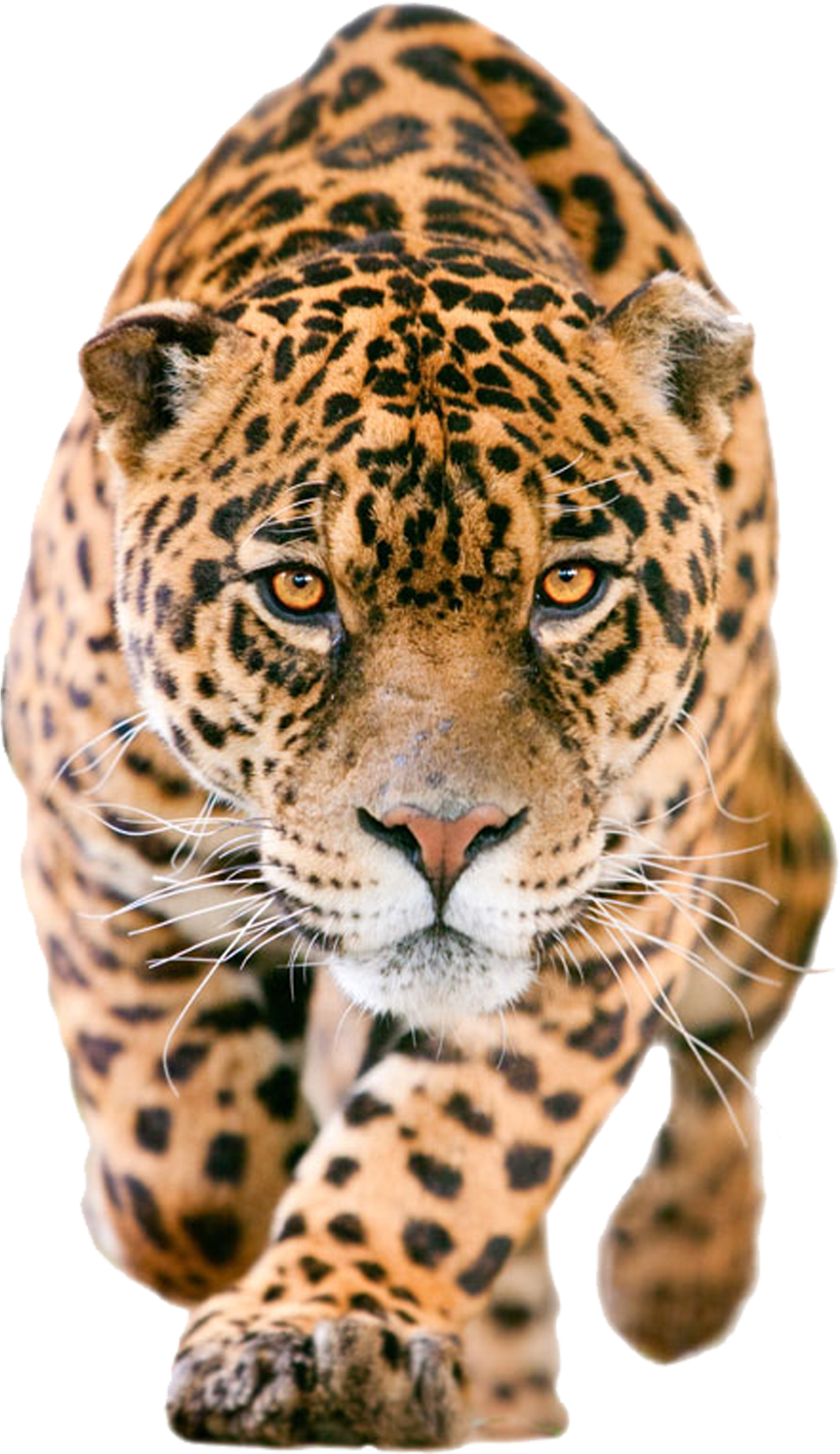 Graphic Black And White Clip Art Leopard Transprent - Jaguar Png (2953x2953), Png Download