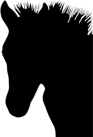 Head Of Foal - Horse (320x472), Png Download