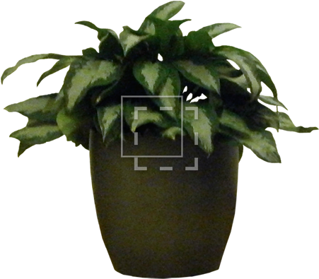 Potted House Plant - Potted Plant Photoshop (450x450), Png Download
