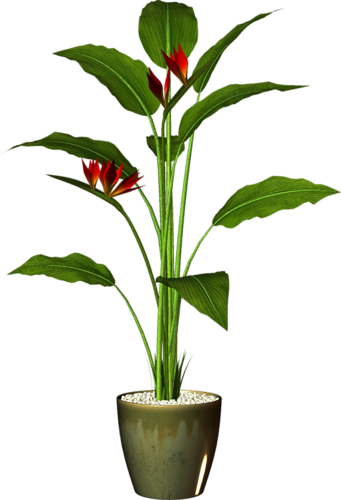 Garden Pot Plant - Pot Plant Png (341x500), Png Download