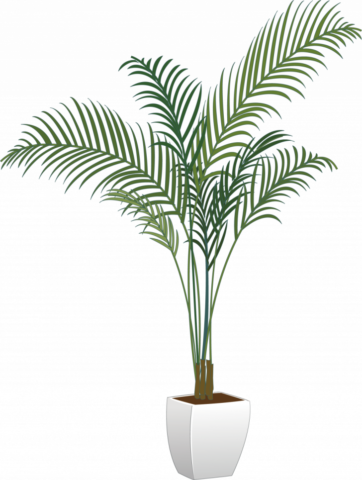 Tree, Plants & Flower - Transparent Potted Plants Png (728x965), Png Download