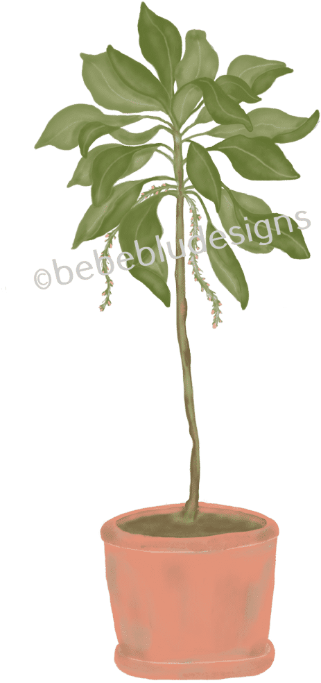 Potted Plant - Tree (547x1024), Png Download