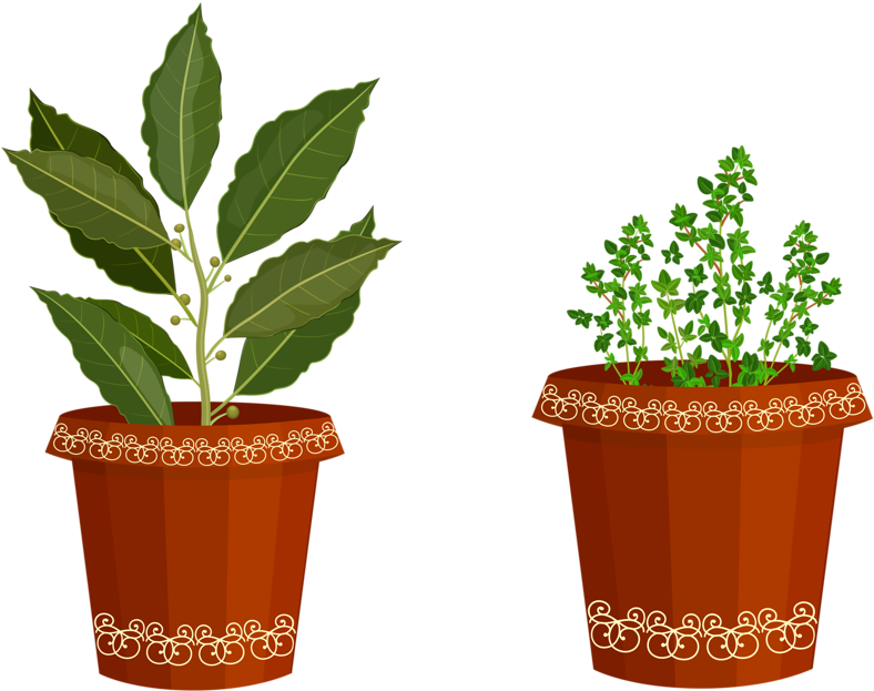 Plant Clipart Potted Plant - Clip Art (800x632), Png Download