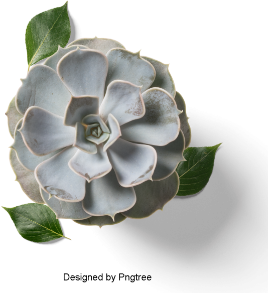 Fresh And Fleshy Plant Potted, Multi Meat, Plant, Potted - Desert Rose (640x640), Png Download