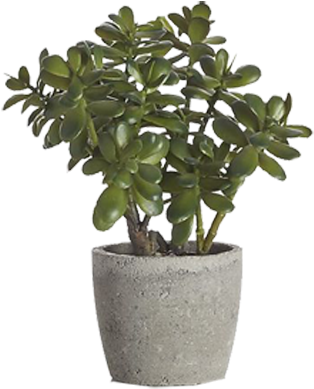 Desk Plant Transparent Png (350x440), Png Download